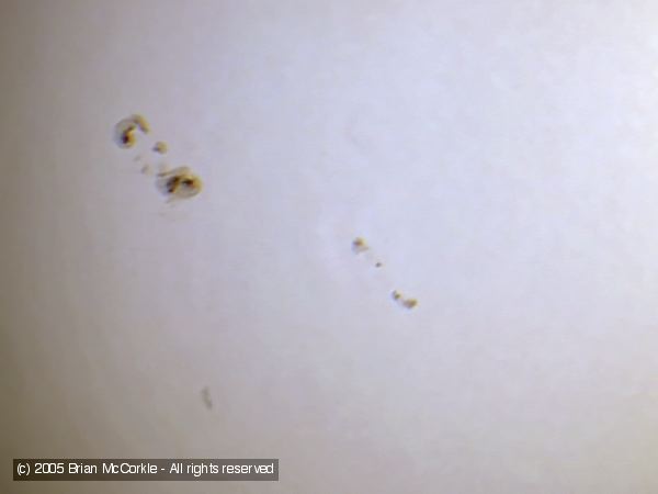 Sunspots 2001 Detail