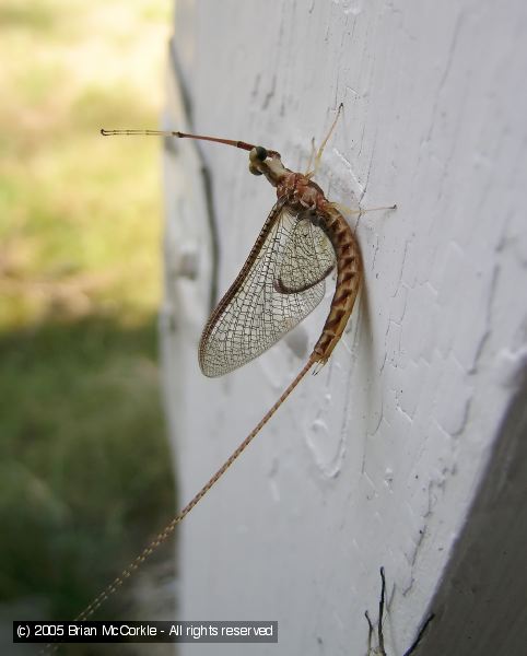 Mayfly Drying after Molt