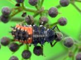 Ladybird Beetle Larva