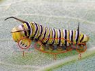 Caterpillar Legs and Prolegs