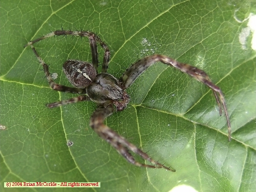 Wolf Spider