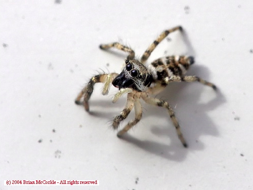 Zebra Spider