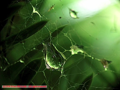 Raindrops in a Spiderweb