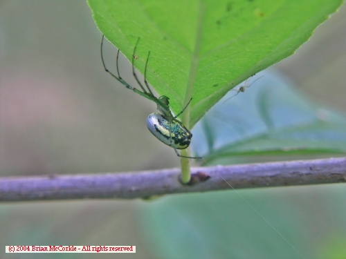 Long-Legged Beauty