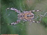 Spider Underside