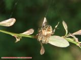 Portrait of the Young Woman as a Spider