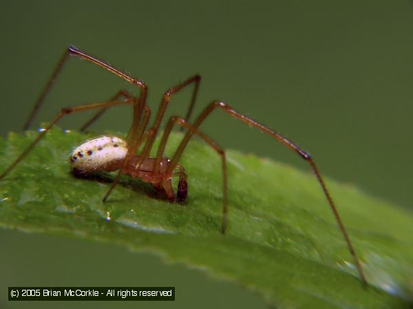 Long-Jawed Spider