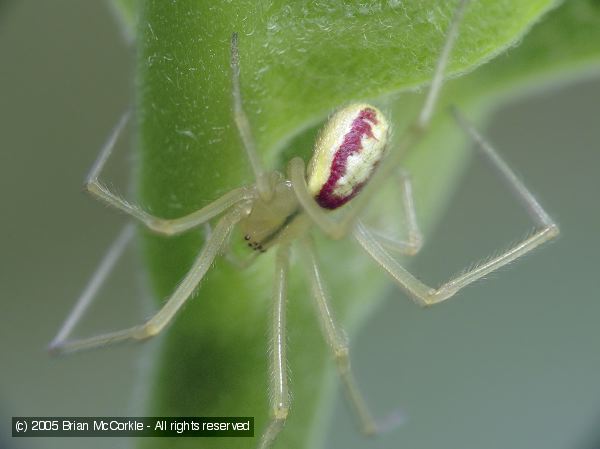 Goldenrod Spider