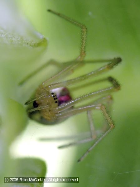 Goldenrod Spider