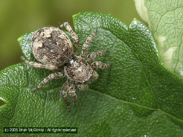 Jumping Spider