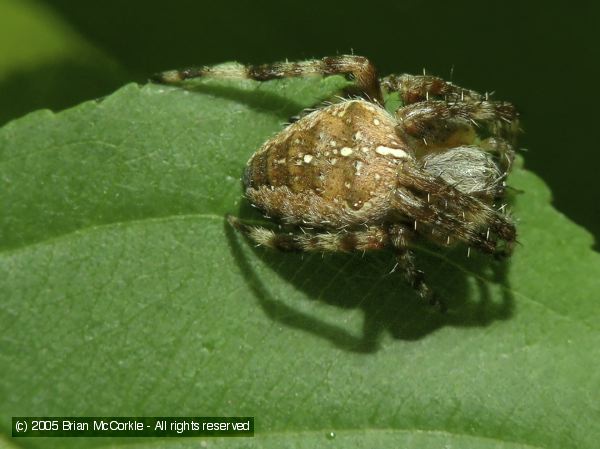 Garden Orb Weaver