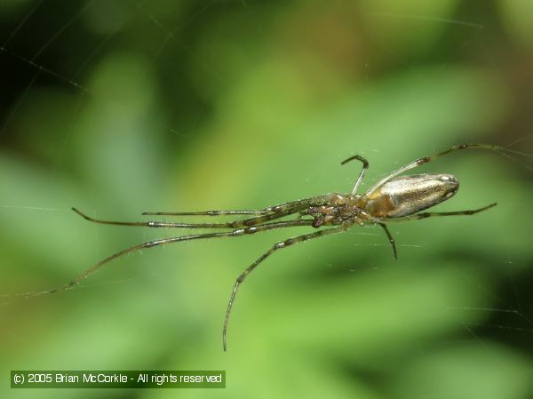 Long-Jawed Spider