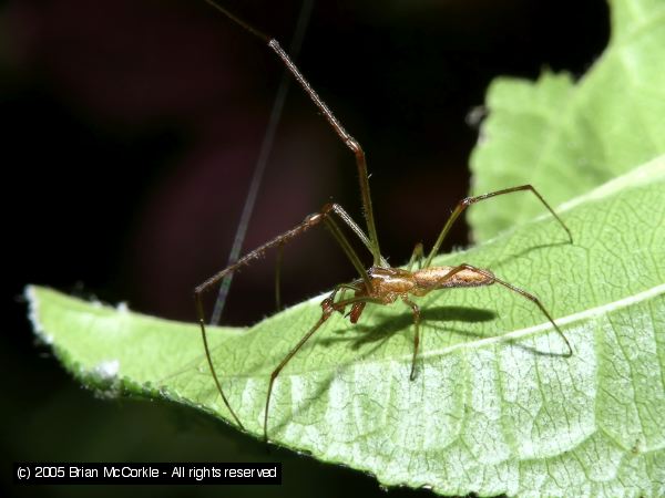 Long-Jawed Spider