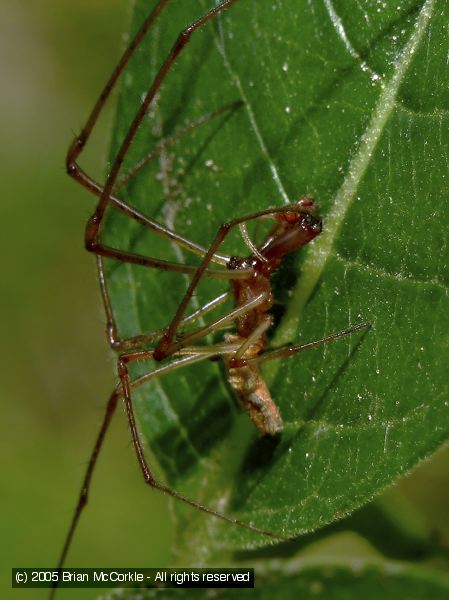 Long-Jawed Orb Weaver