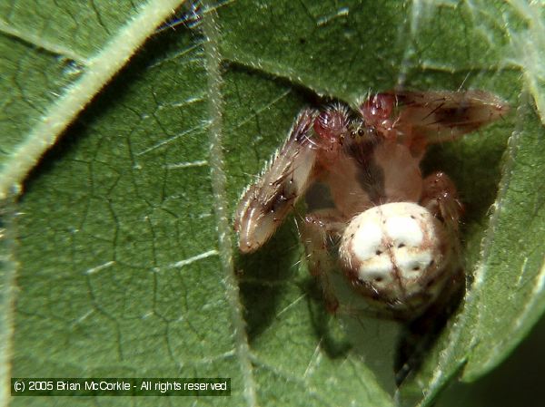 Crab Spider