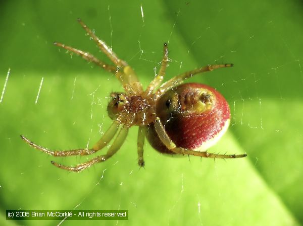 Cobweb Spider