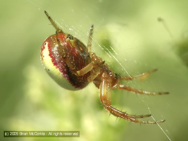 Cobweb Spider