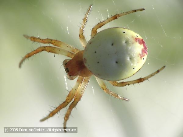 Cobweb Spider