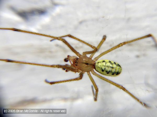 Unidentified Spider Male