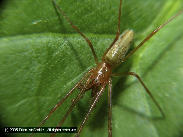 Long-Jawed Spider