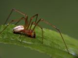 Long-Jawed Spider