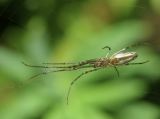 Long-Jawed Spider