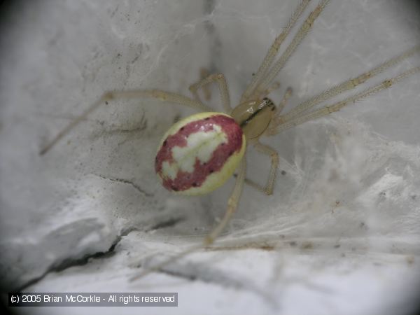 Flower Spider