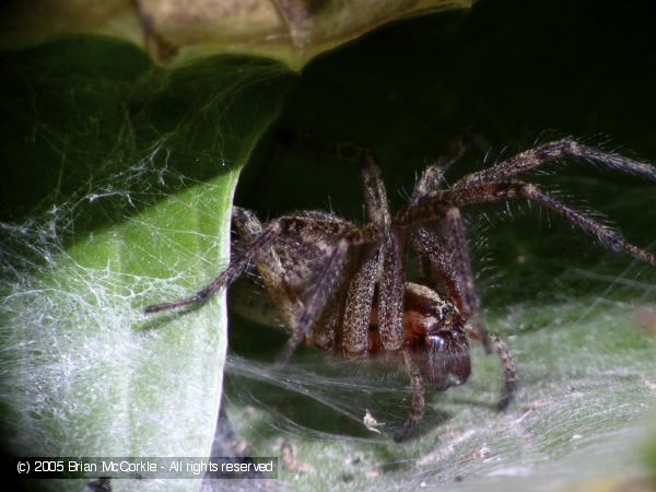 Funnel Web Spider