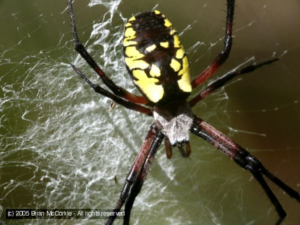 Black and Yellow Argiope Spider