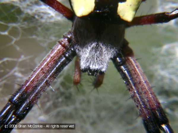 Black and Yellow Argiope - Close-up