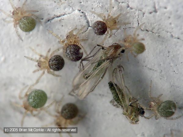 Feasting on Spider Hatchlings