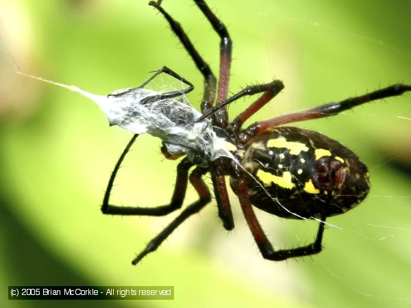 Black and Yellow Argiope - Wrapping Prey