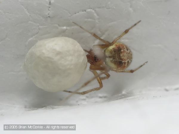 Egg Sac