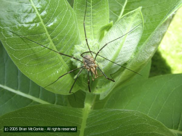 Harvestman