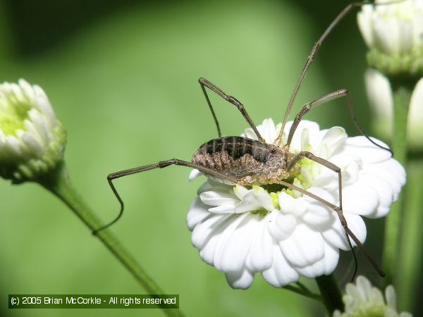 Harvestman