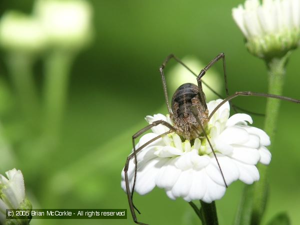 Harvestman