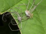 Harvestman Moutling