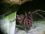 Funnel Web Spider