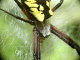 Black and Yellow Argiope Spider