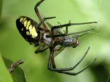 Black and Yellow Argiope - Attacking a Fly