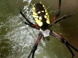 Black and Yellow Argiope Spider