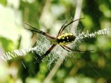 Black and Yellow Argiope - Web