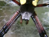 Black and Yellow Argiope - Close-up