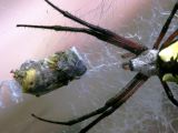 Black and Yellow Argiope with Prey