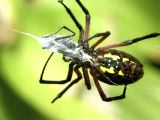 Black and Yellow Argiope - Wrapping Prey