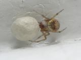 Egg Sac