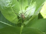 Harvestman