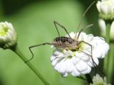 Harvestman