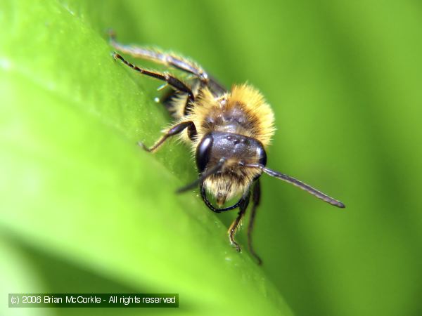 Digger Bee