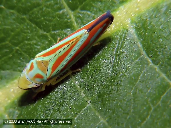 Scarlet and Blue Leafhopper